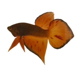 Develop colors wild betta