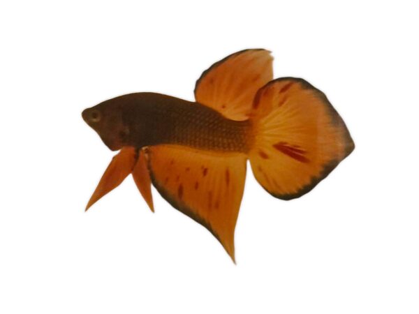 Develop colors wild betta