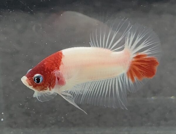HMPK AOC (Tanjo)